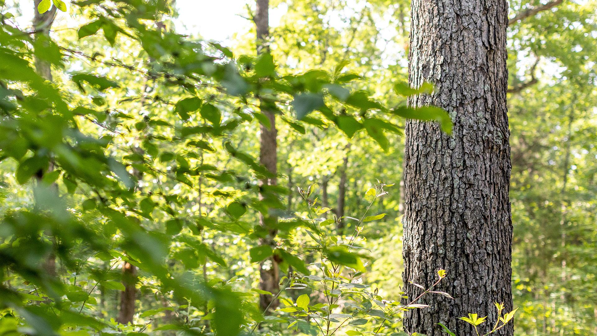 Featured image for “TW Boswell and World Cooperage Earn Certification to Sustainable Forestry Initiative Standards”