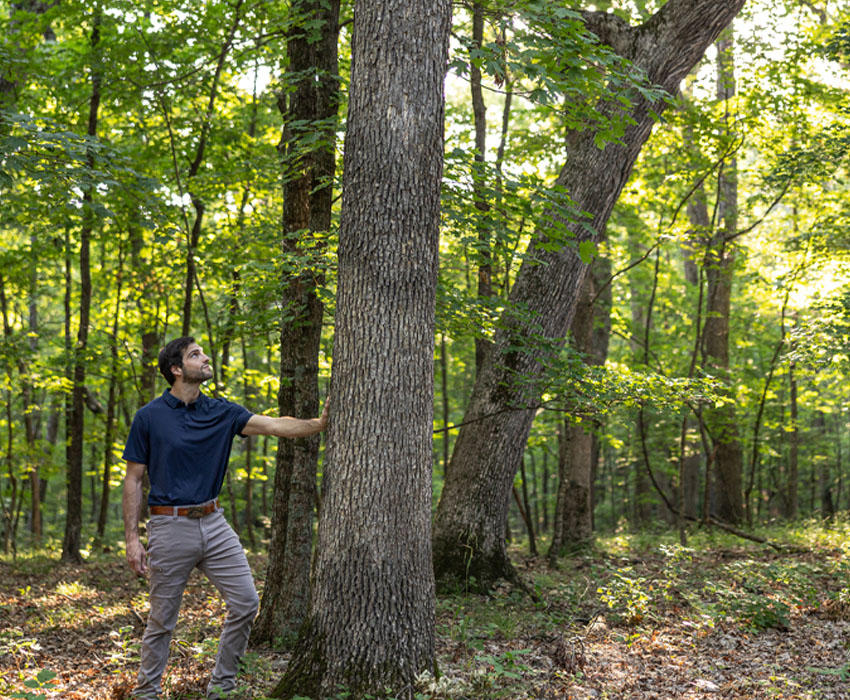 Featured image for “New Research Report Helps Track Key Topics Relevant to American White Oak Sustainability”